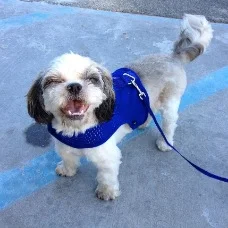 Benny