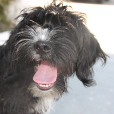 Bentley