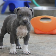 Bodhi