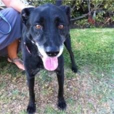 Brandy
