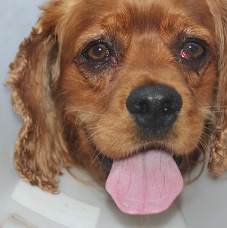 Buckley