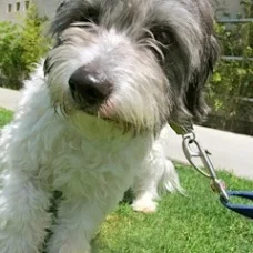 Buster