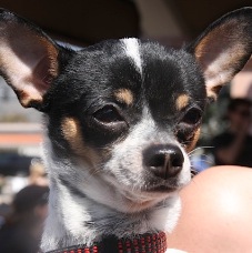 Chico