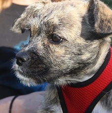 Daphne