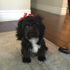 Dolly