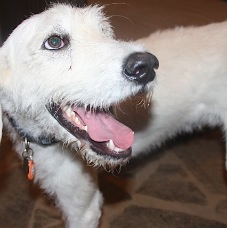 Dudley