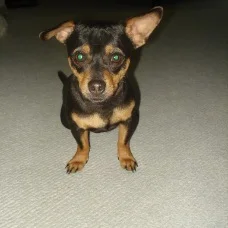 Elvis