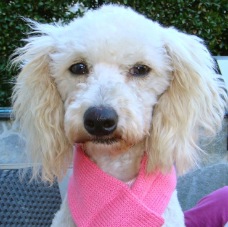 Fifi