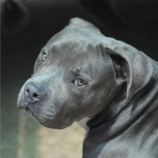 Floyd