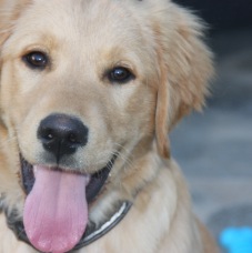 Gordo