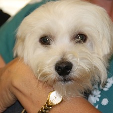 Harvey