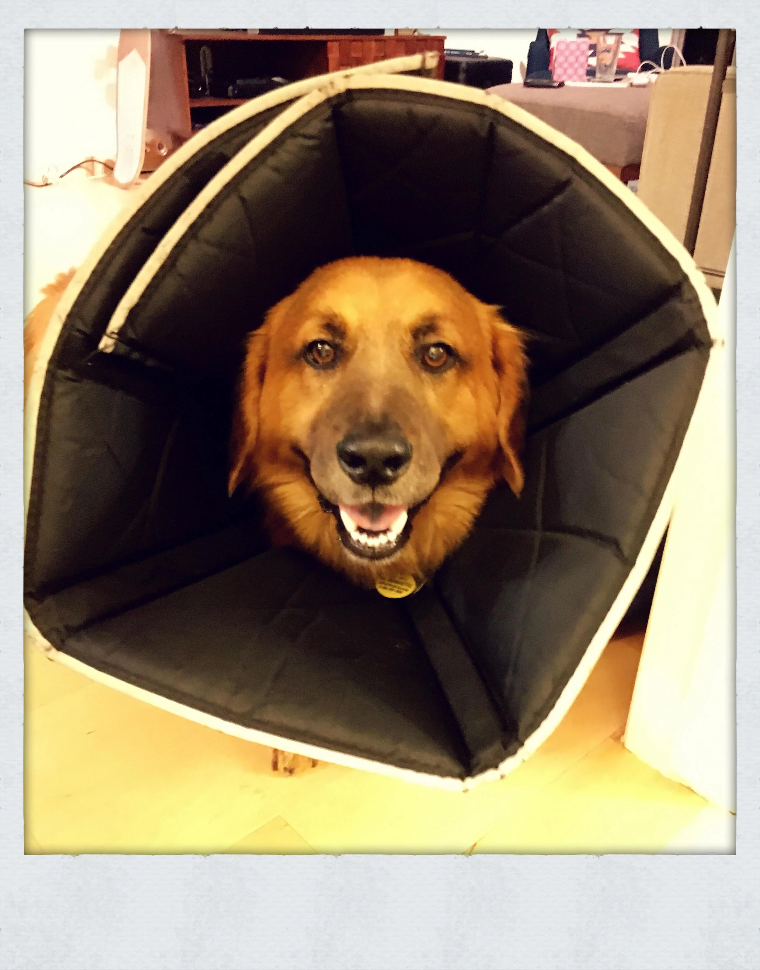 I hope that you will continue to read our blog and follow us on social media to get updates on our new adoptables and amazing success stories. Please follow us on Instagram , Facebook , Twitter and Snapchat (username: wagsandwalks). Also, don’t forget to sign up for our e-mail newsletter , and check our website for available dogs . Who doesn’t love cute animal updates? XO, Ashley Team Wags 