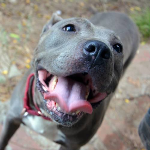 american pit bull terrier temperament affectionate