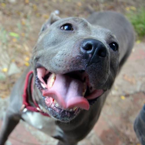 american pit bull terrier temperament friendly