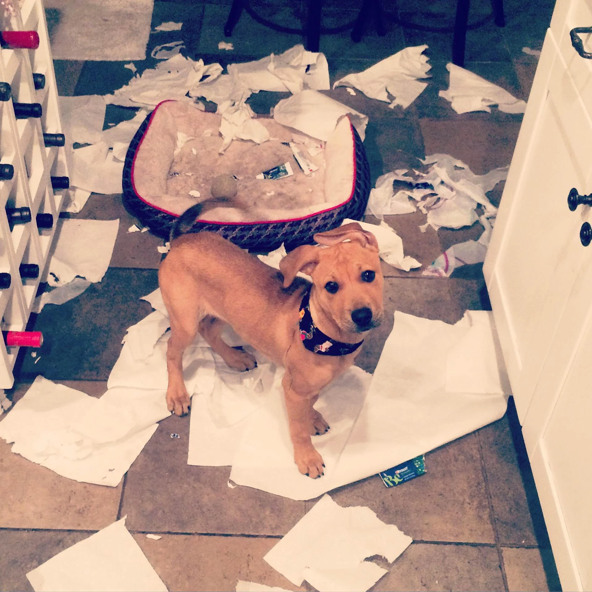 (Penny adorably struggling to control that puppy energy)!
Normal
0
false
false
false
EN-US
JA
X-NONE
/* Style Definitions */
table.MsoNormalTable
{mso-style-name:"Table Normal";
mso-tstyle-rowband-size:0;
mso-tstyle-colband-size:0;
mso-style-noshow:yes;
mso-style-priority:99;
mso-style-parent:"";
mso-padding-alt:0in 5.4pt 0in 5.4pt;
mso-para-margin:0in;
mso-para-margin-bottom:.0001pt;
mso-pagination:widow-orphan;
font-size:12.0pt;
font-family:Cambria;
mso-ascii-font-family:Cambria;
mso-ascii-theme-font:minor-latin;
mso-hansi-font-family:Cambria;
mso-hansi-theme-font:minor-latin;}
I hope that you will continue to read our blog and follow us on social media to get updates on our new adoptables and amazing success stories.