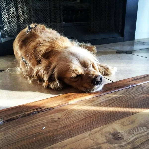 Exercise. Nap. Eat. Repeat.