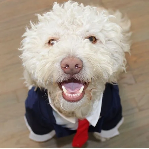 dog_valentines_date_funny_dog_wagsandwalks.jpg