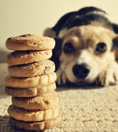 dog and biscuit