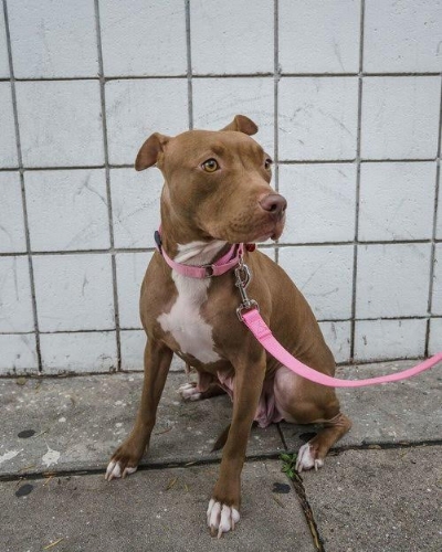 Our sweet girl Honey ( available for adoption !), found herself pregnant and at a high kill shelter. Luckily she and her newborn pups were rescued, and she is now with Wags and Walks looking for her forever home. Before heading there, she will be spayed and microchipped to ensure her health and safety!