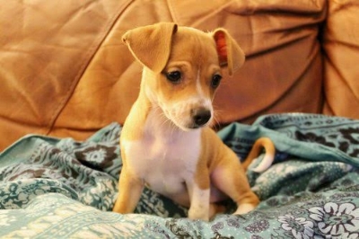 This is Eleanor, she and her siblings are looking for their forever homes. She is an extremely playful and happy little pup who is spayed, microchipped and completely up-to-date on vaccines! See Eleanor .
