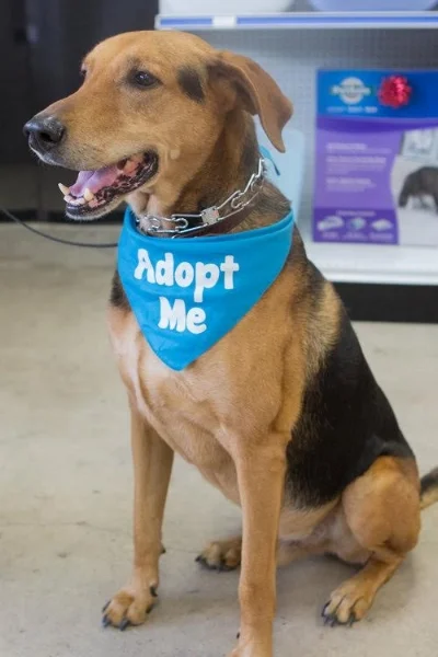 Handsome Henry ( available for adoption! ) is a very healthy 8 year old German Shepherd mix; he is neutered, and he is a loyal companion who responds very well to commands. Henry is looking for his forever home where he can spend many more years hiking and playing.