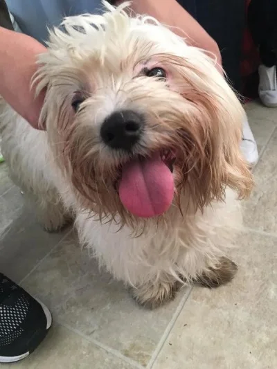 Happy World Spay Day from the Wags and Walks humans and pups. The little cutie pictured above is Hugo, a 6 month old Maltese who is neutered and ready to join his new family at his forever home! Read Hugo’s story here .