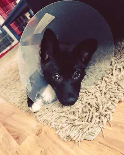 Heartly just got spayed last week in preparation to go to her forever family! She isn't a big fan of her cone of shame.