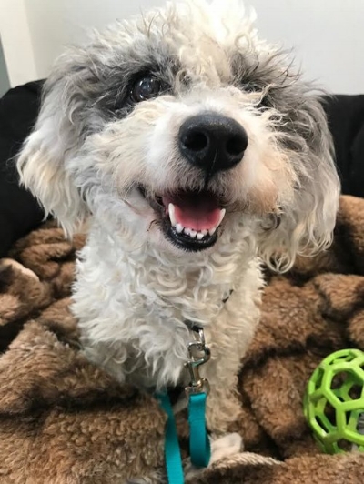ChaCha is a big fan of her comfy bed. Learn more about adopting this mini Poodle/Havanese mix !