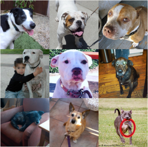 Remembering some of the many dogs who have made an impact on our Wags and Walks family. 