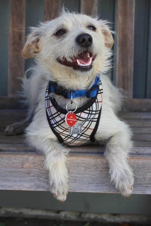 Meet Max . Max is good to go on any adventure - he’s got a harness, a dog collar and he’s microchipped!