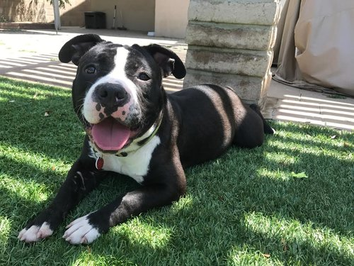 Who has endless love and a microchip? Colby does! She hopes you enjoyed this pupdate!