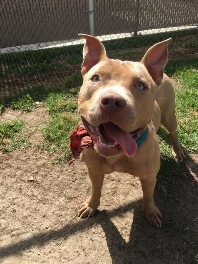 Meet Shea , our 4 year old fawn Pit Bull.