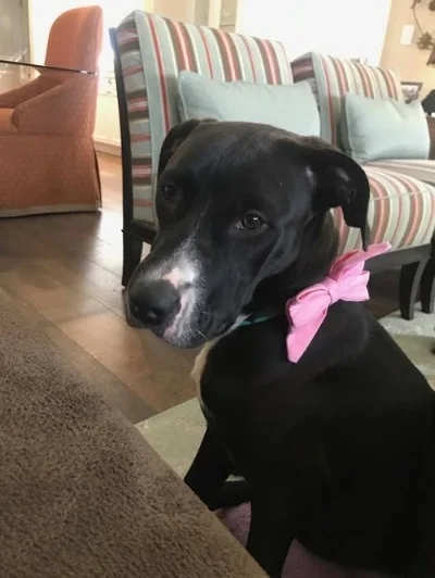 Meet Canyon , our 8 month old Lab/Pit mix.