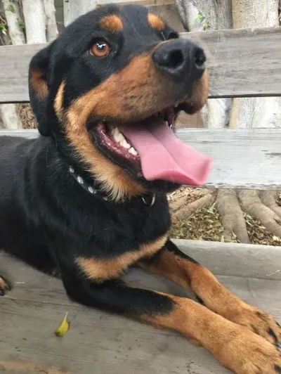 Meet Zeus , our sweet 1 1/2 year old Rottweiler Mix.