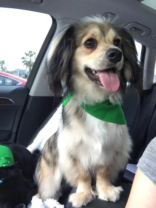 Bowie, showing off his good side.