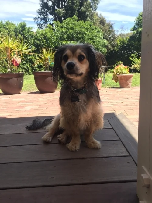 Who wouldn't smile coming home to this face?