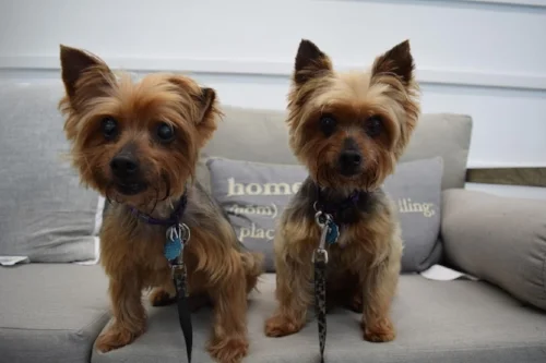 wagsandwalks_seniordogs.jpg
