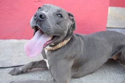 Molly is happy to help change the pit bull stigma