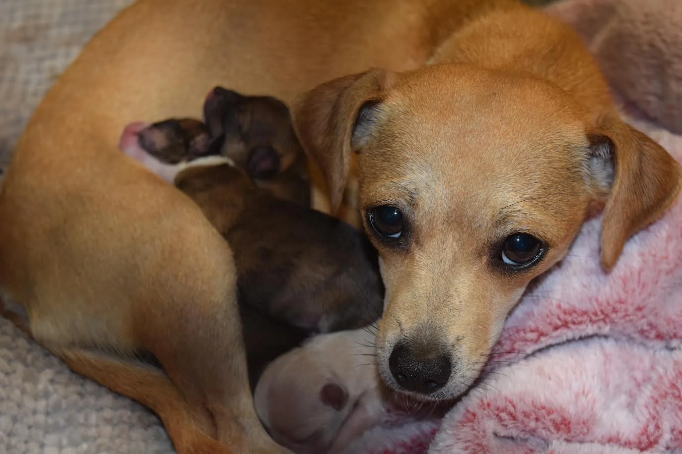 Ashley (and her puppies)