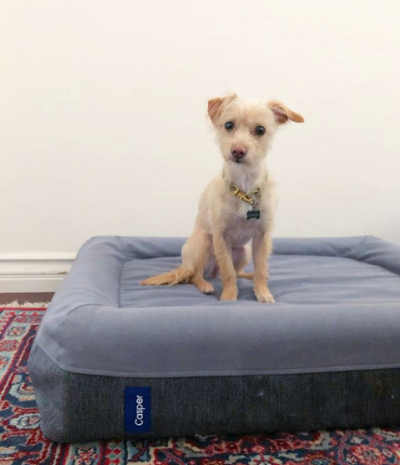 @pippen.the.pup enjoying her new Casper dog bed