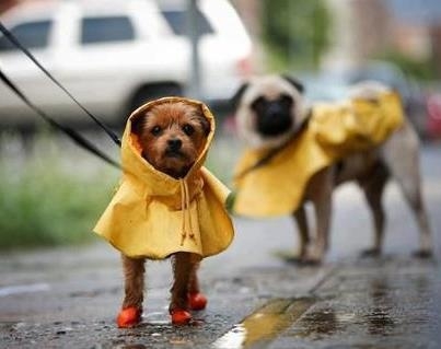 af8718094673cbf77285f7bfd5e9a8db--yellow-raincoat-rain-coats.jpg