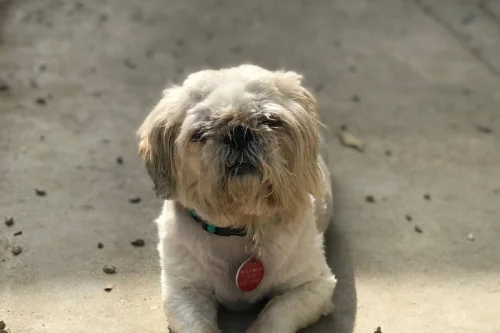 Princess , relaxing in the sun.