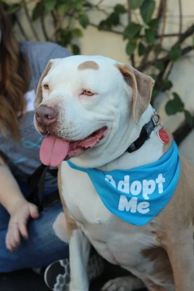 Millie , on the lookout for her furever home!