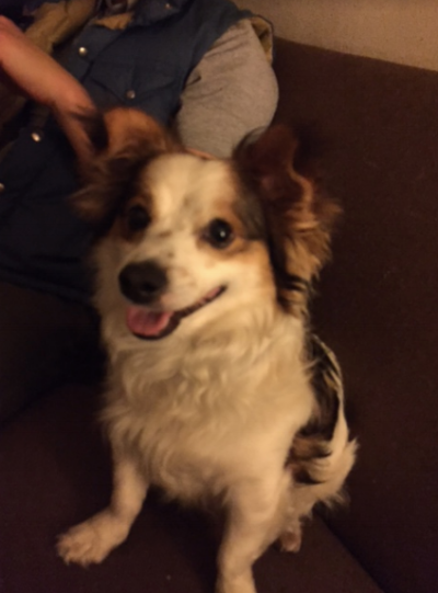 Adam’s dog and Wags and Walks alumni, Henry!