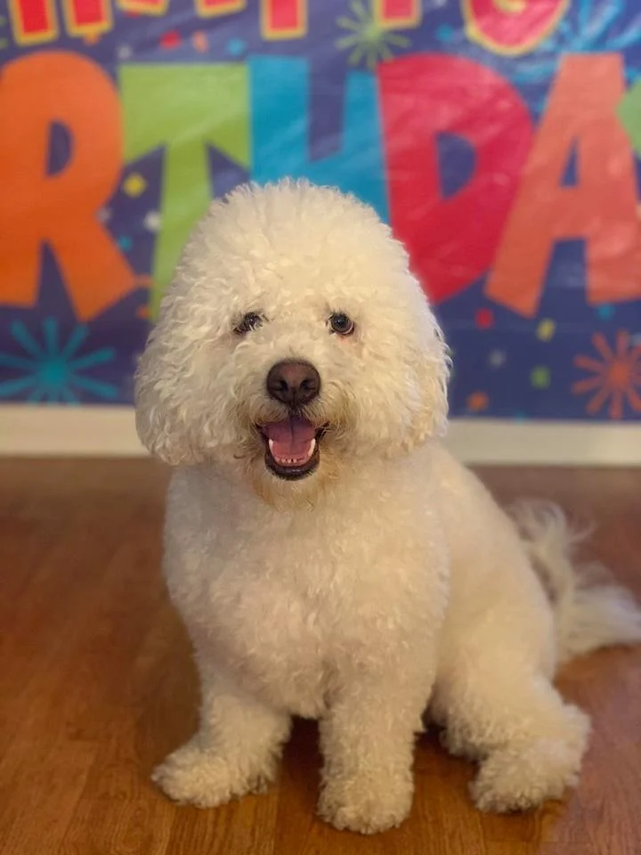 petsuccess.jpg
