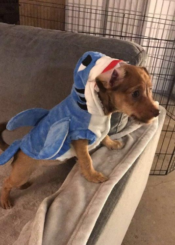 We are dying to see a remake of Jaws with this Great White Shark!