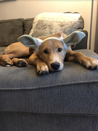 This is the cutest rendition of Yoda that we’ve ever seen, hands down. May the force be with you!