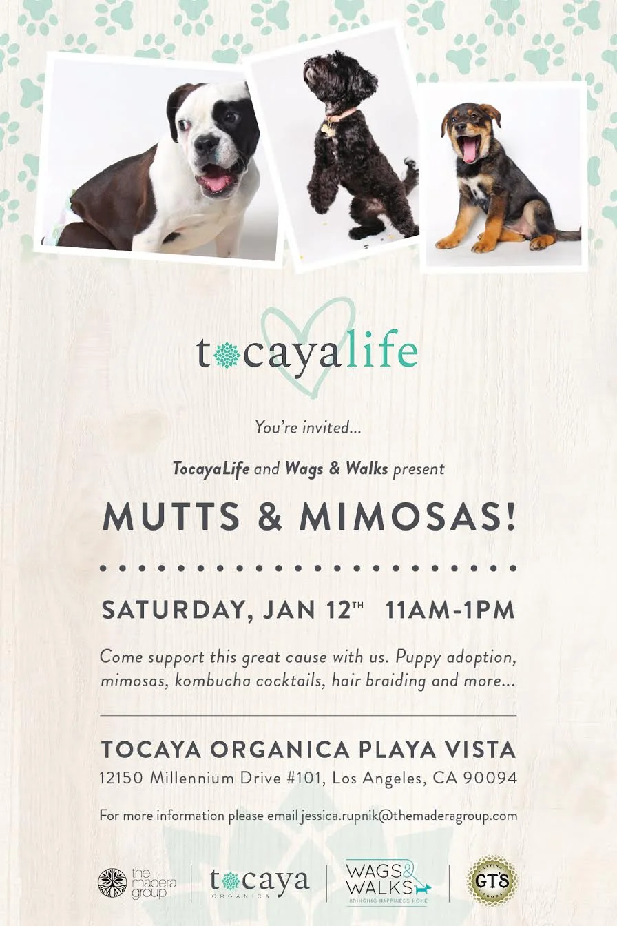 Mutts & Mimosas.jpg.jpeg