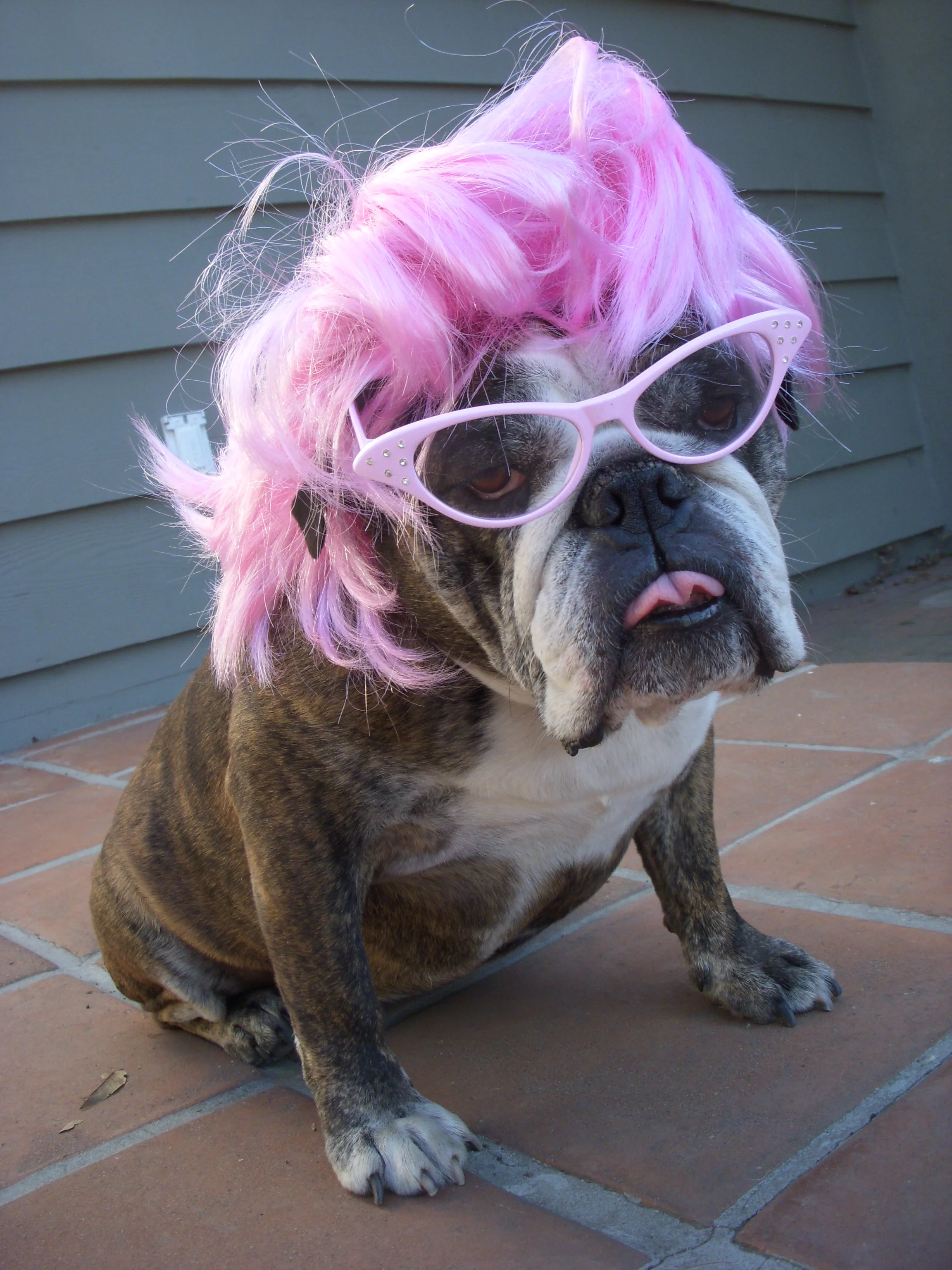 A lifelong animal lover, Debbie moved to LA from NY in 2003 and immediately joined the local rescue community. In pursuit of her passion to help animals, Debbie has worked for numerous animal rescue organizations in Los Angeles. She found her home with Wags & Walks in 2014 as an administrator and member of the medical team.