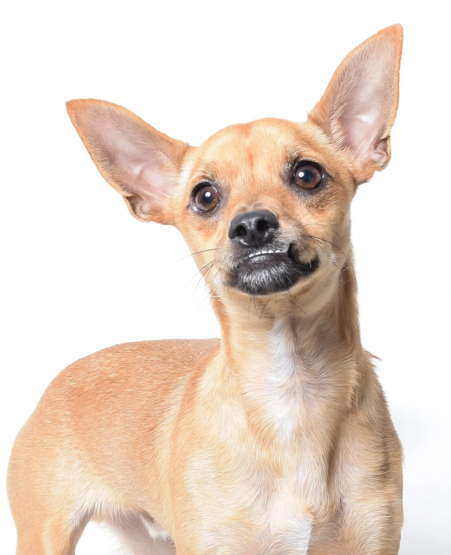 chihuahua underbite